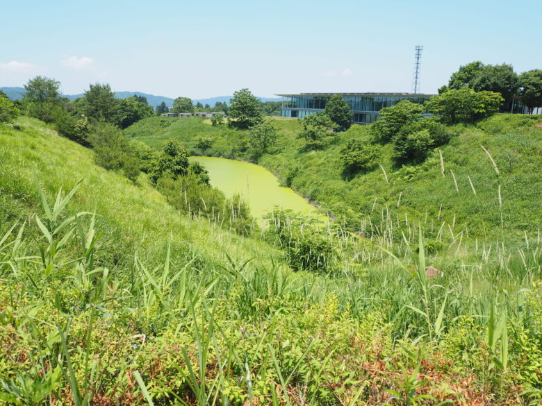 貯水池があるのでブヨが生息しています