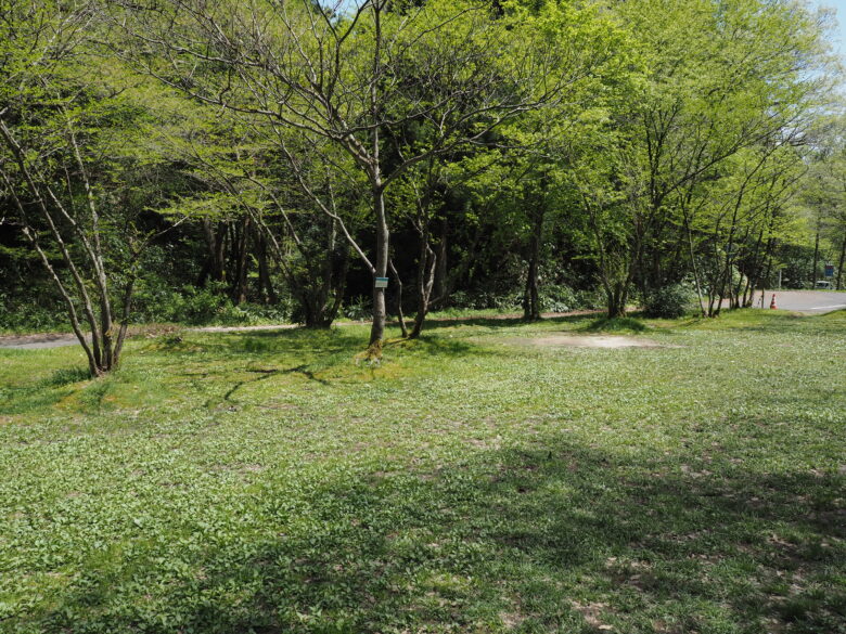 いたるところにアブが飛んでいました。。