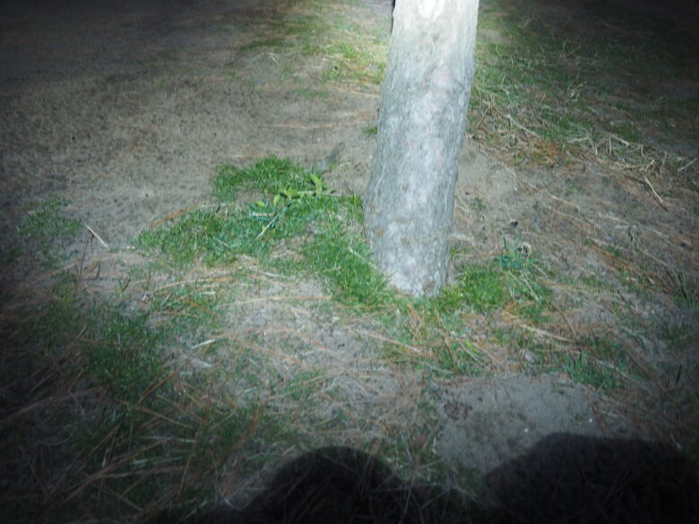 ダイソーの充電式LEDヘッドライトで夜間のキャンプ場を照らしているところ